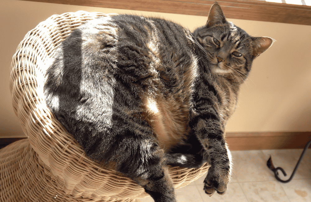 หนักมาตรฐานของแมว